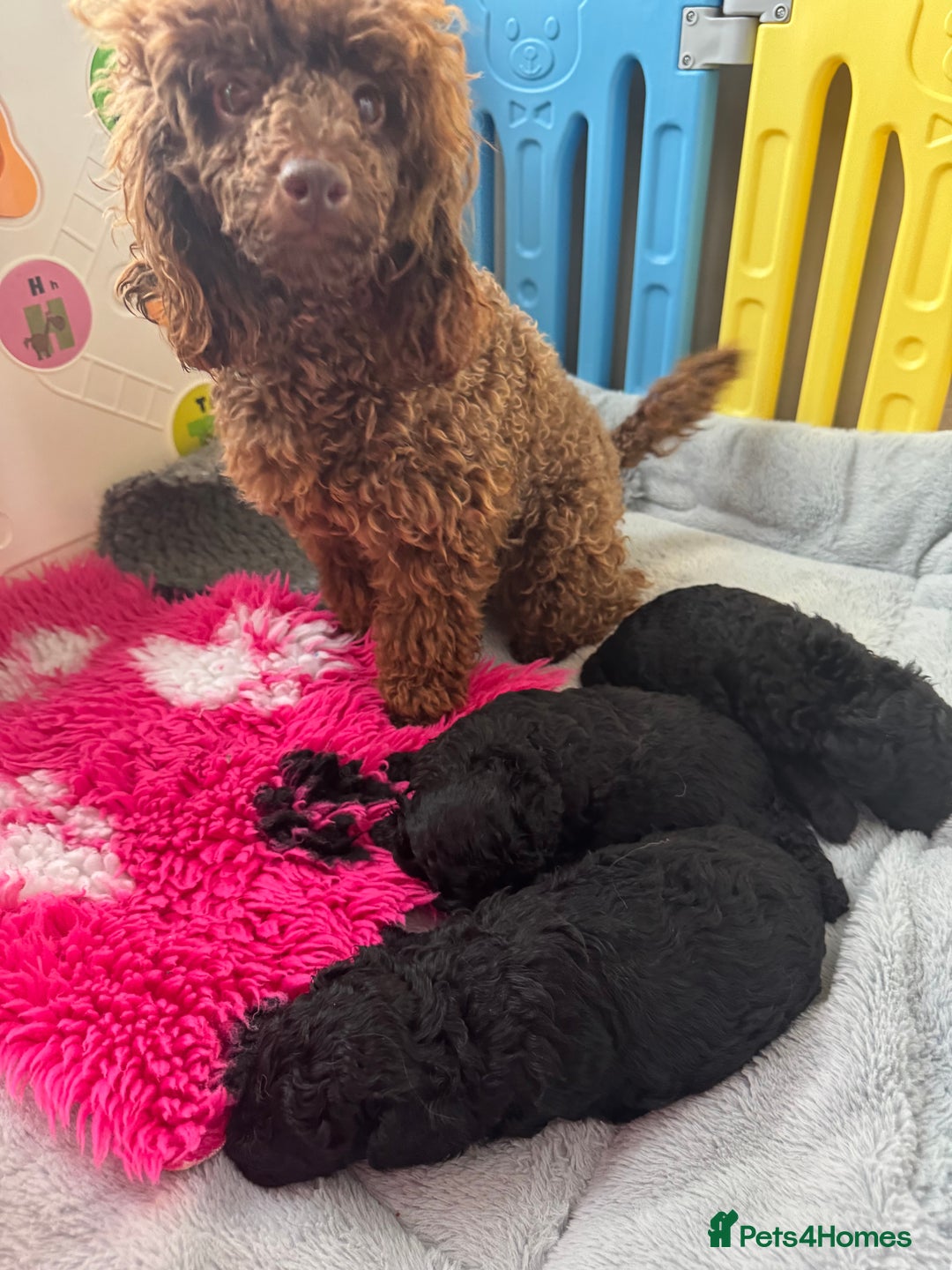 Miniature Poodle dogs for sale: DNA H/Tested Miniature poodle  - Image 10