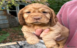 Cocker Spaniel dogs for sale: 3 Working Cocker boy puppies for sale - Image 2