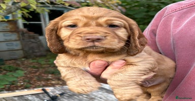 Cocker Spaniel dogs - Advert 15