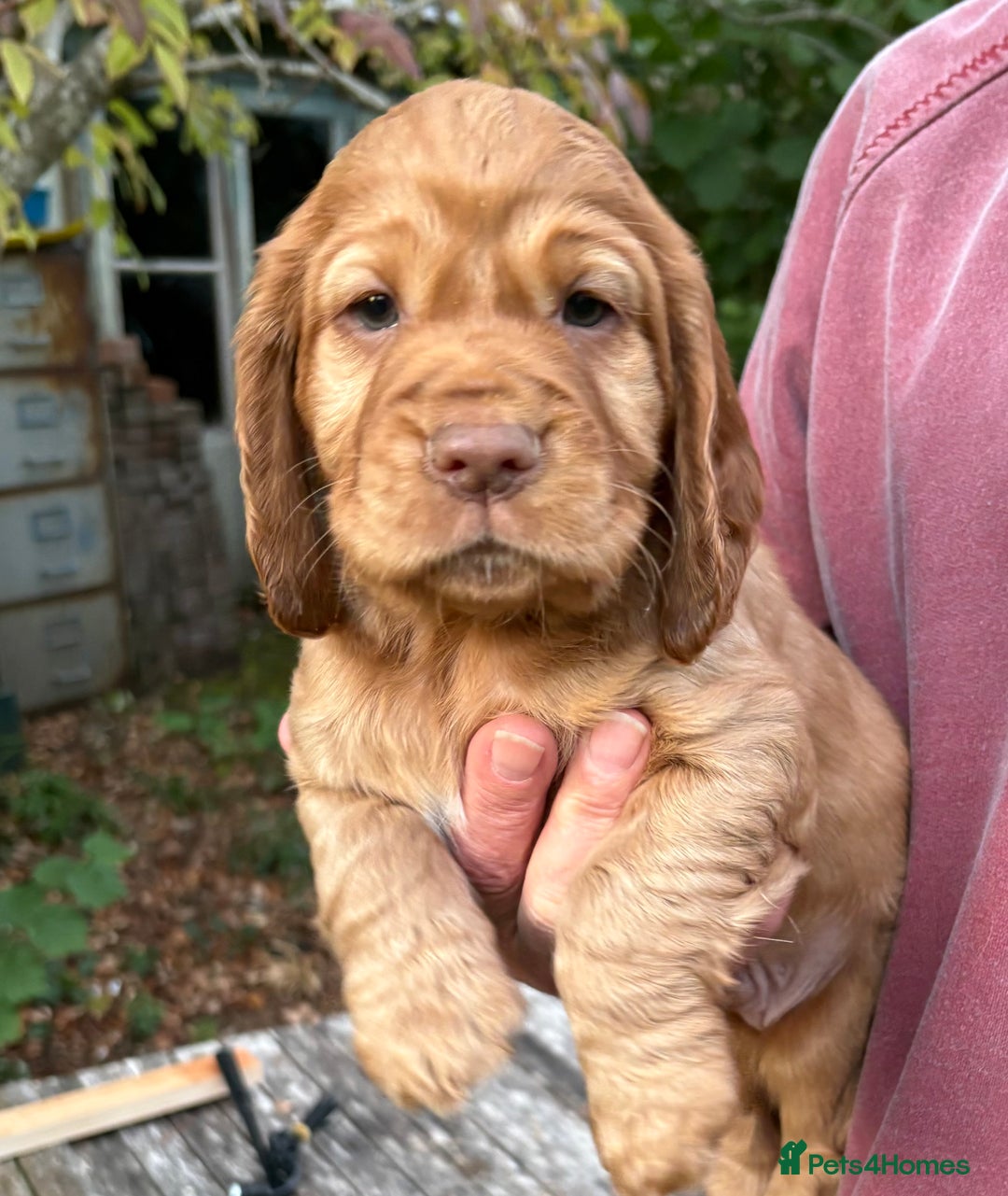 Cocker Spaniel dogs for sale: 3 Working Cocker boy puppies for sale - Image 2