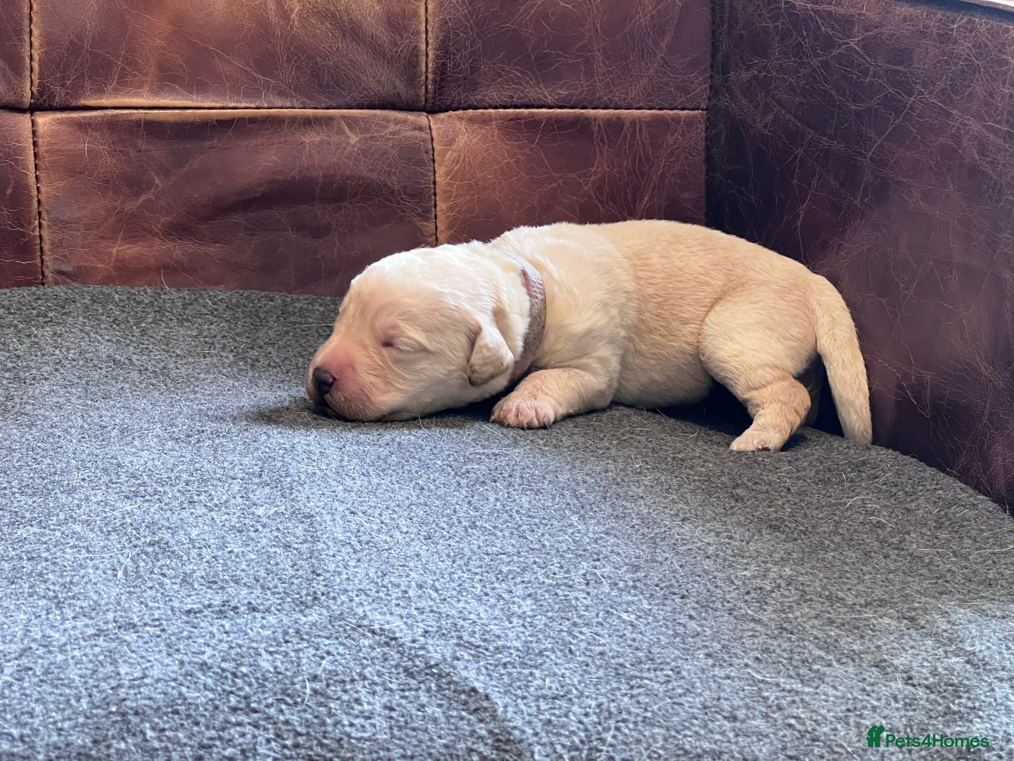 Labradoodle dogs 🐾 Homebred F2B Labradoodle Puppies 🐾 - Advert 2
