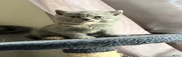 British Shorthair cats for sale: Lovely British shorthair kittens  in Boston - Advert 16