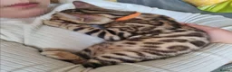 Bengal cats for sale: Stunning TICA Registered Bengal Kittens - Advert 17