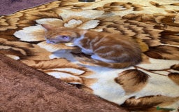 Domestic Shorthair cats for sale: Real life Garfield🤩 - Image 28
