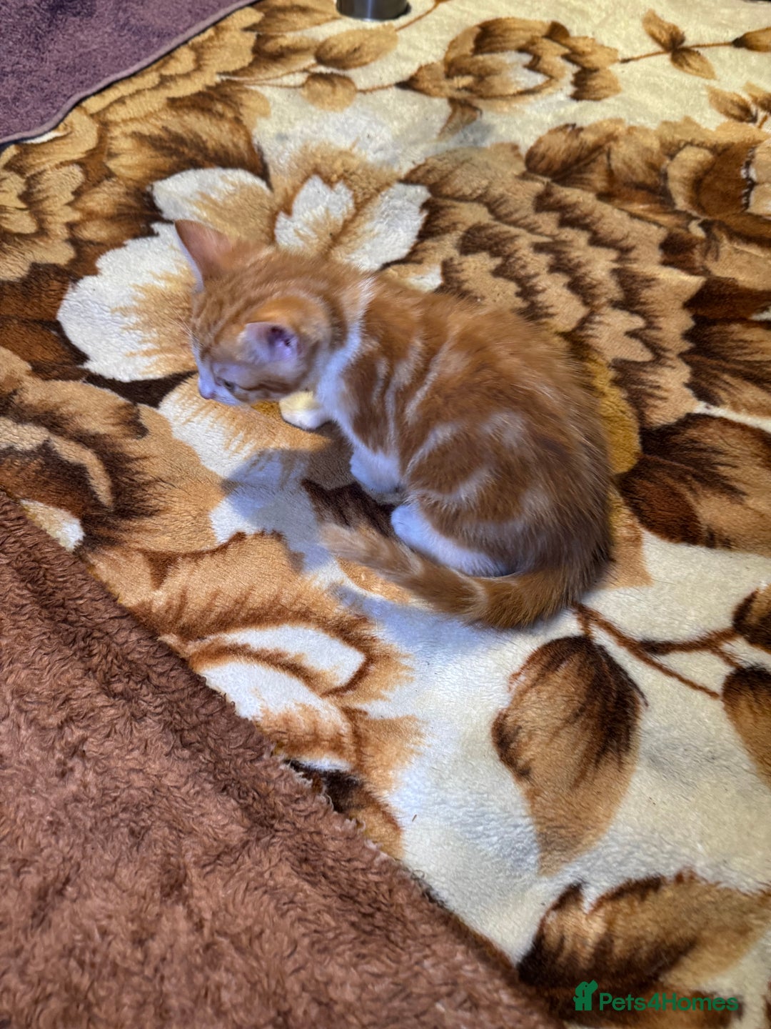Domestic Shorthair cats for sale: Real life Garfield🤩 - Image 28