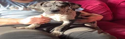 Great Dane dogs for stud: KC reg Dane for stud  - Advert 24