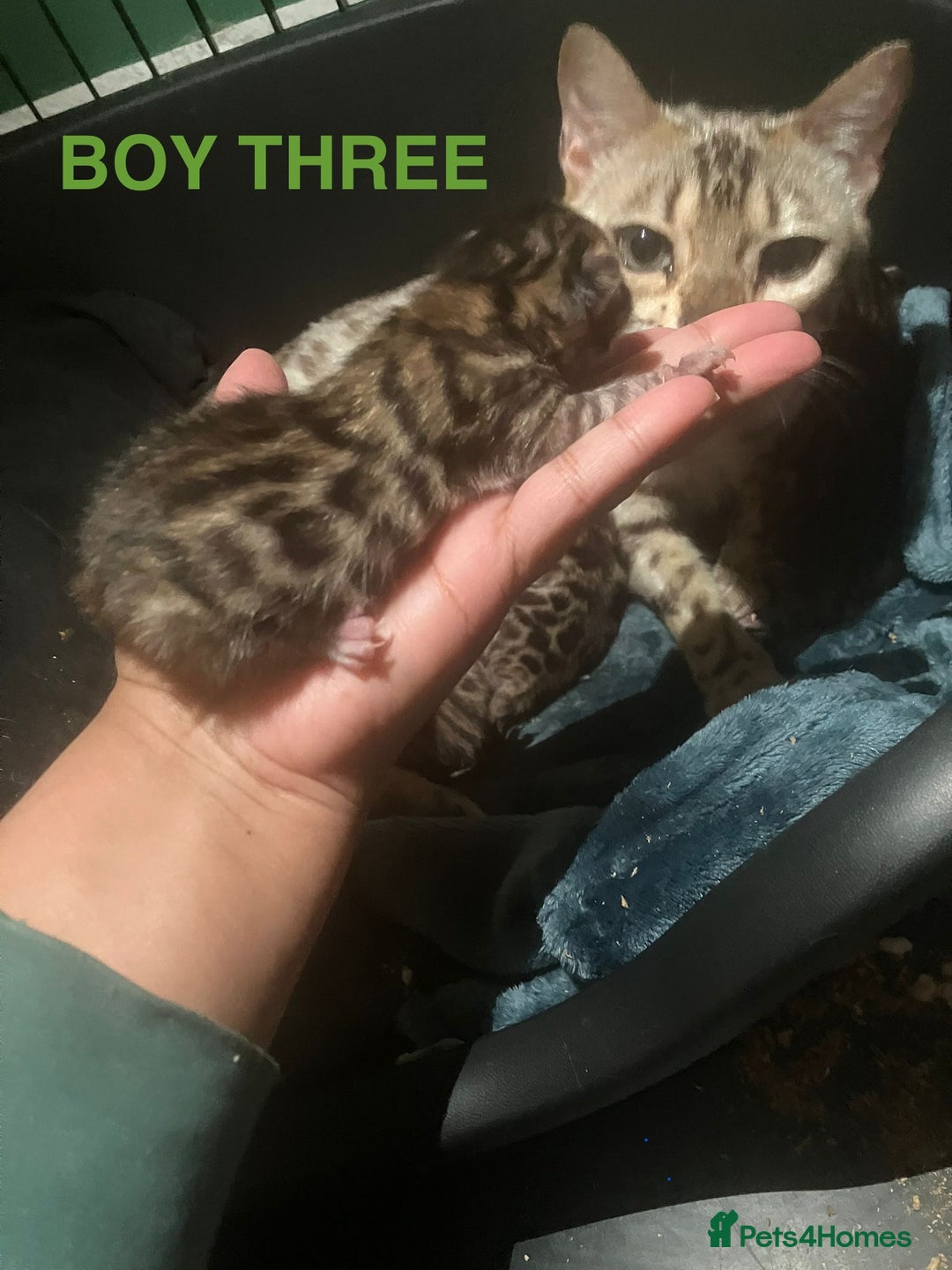 Bengal cats for sale: Pedigree Bengal Kittens  **  - Advert 11
