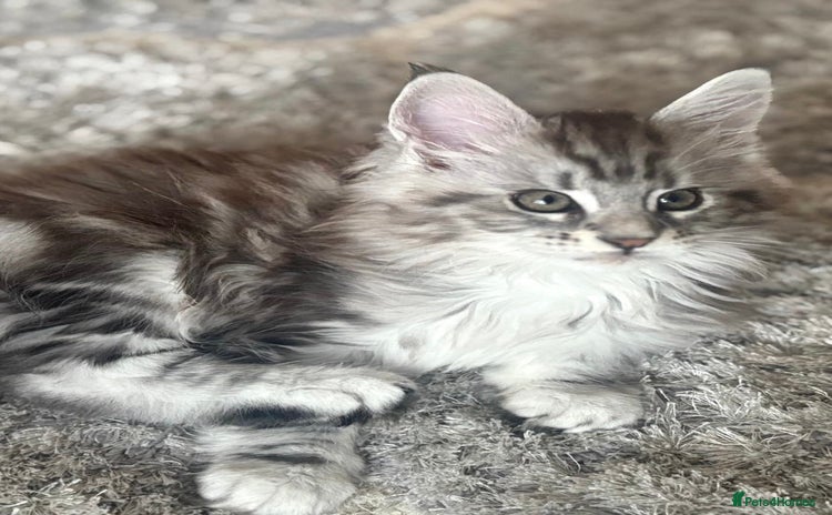 Maine Coon cats Stunning Maine coon kittens - Advert 7