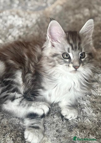 Maine Coon cats Stunning Maine coon kittens - Advert 7