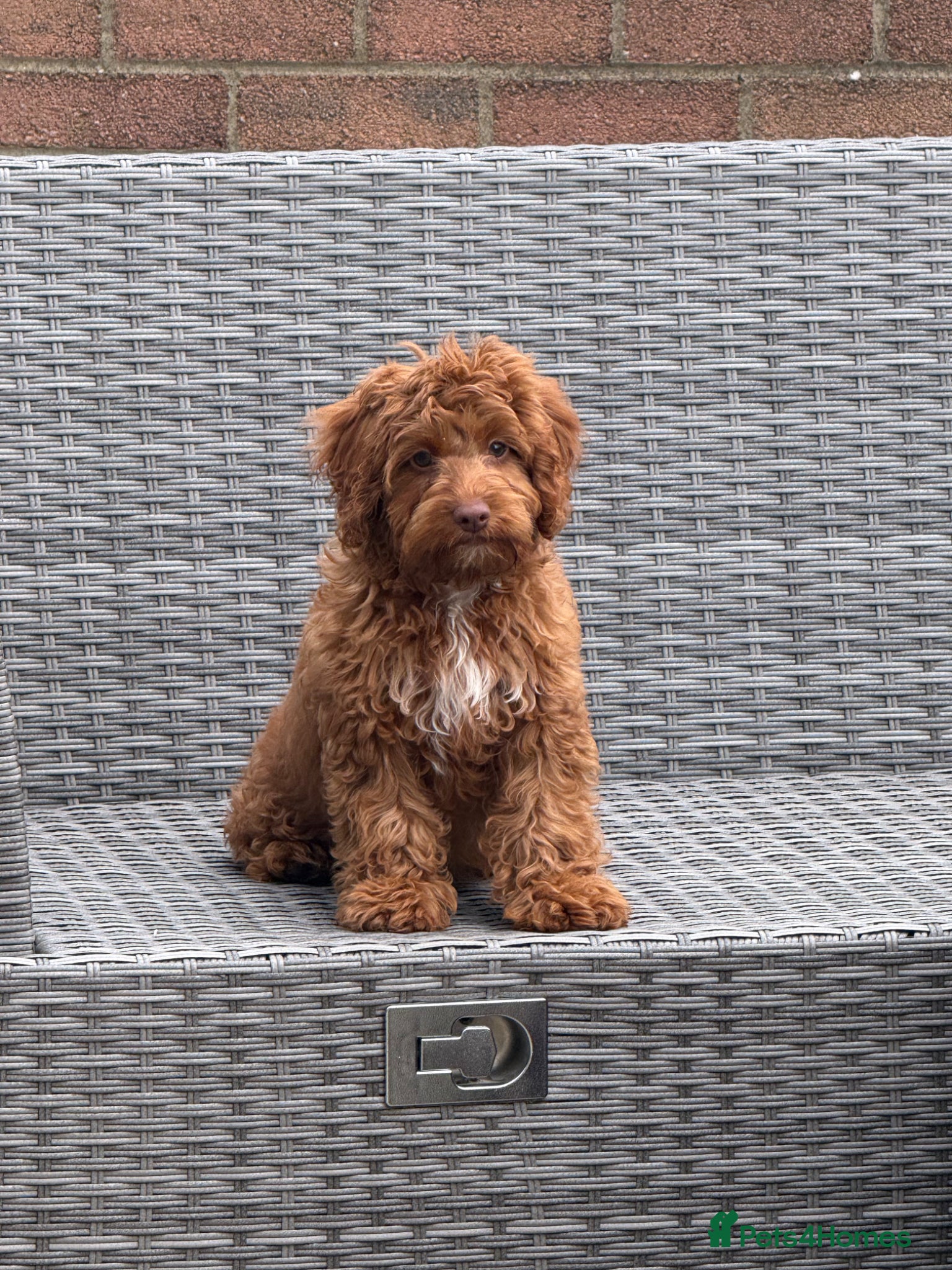 Cockapoo dogs Cockapoo puppy - Advert 5
