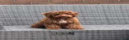Cockapoo dogs for sale: Cockapoo puppy - Advert 1
