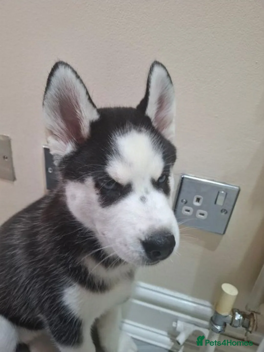 Siberian Husky dogs for sale: Siberian Huskies- BIG and WOOLY (4 Female, 1 Male) - Advert 25