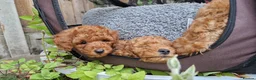 Miniature Poodle dogs for sale: Miniature Poodles in Northolt - Advert 18