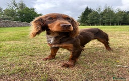 Cocker Spaniel dogs for stud: KC Working Cocker Spaniel Stud - Image 3