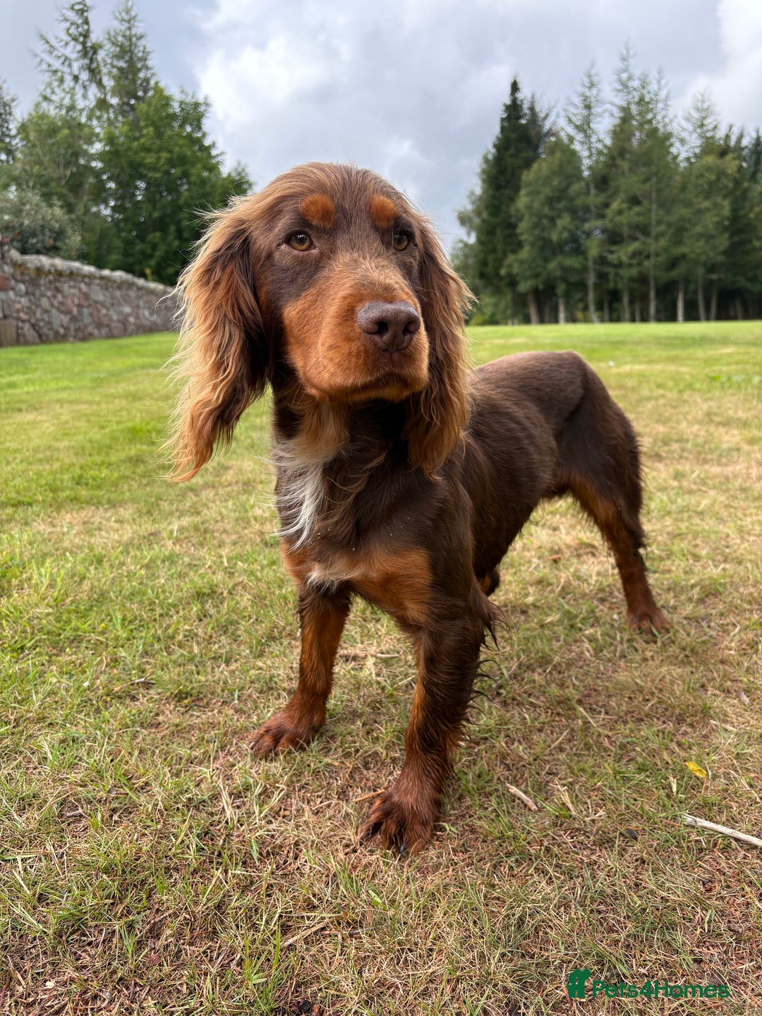 Cocker Spaniel dogs for stud: KC Working Cocker Spaniel Stud - Image 3