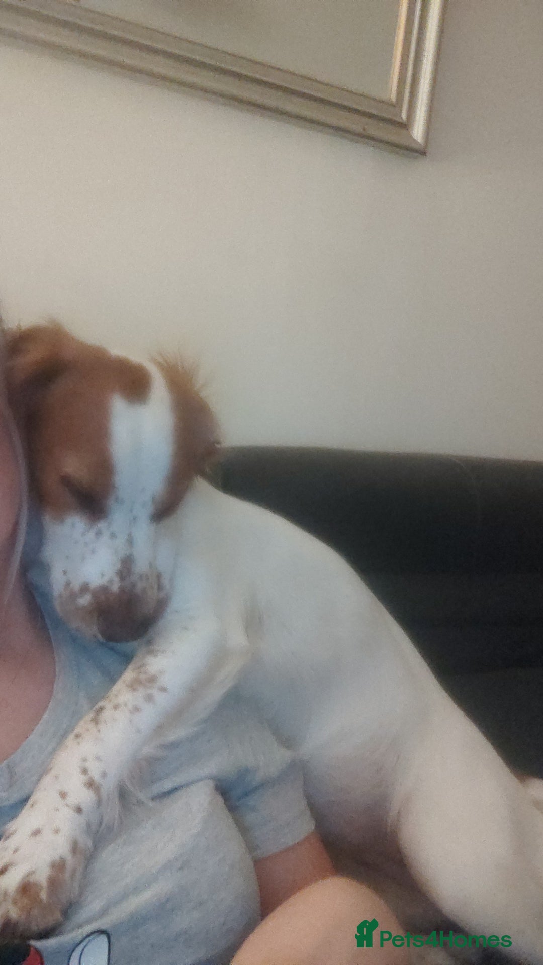 Cocker Spaniel dogs for sale: 1 year old Cocker Spaniel - Advert 6