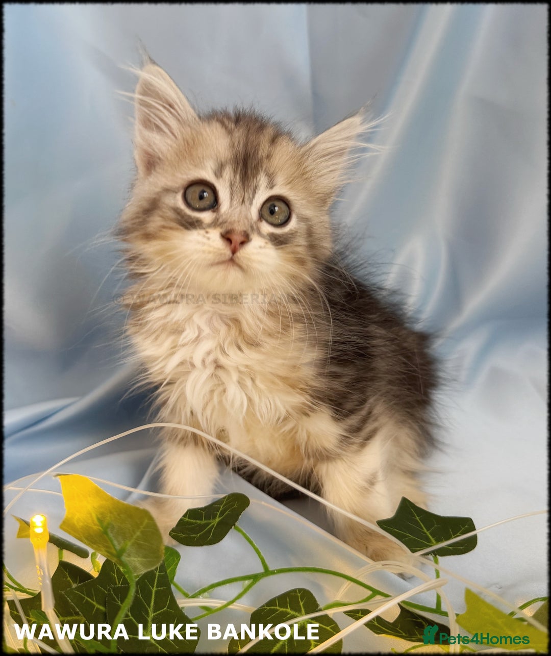 Siberian cats for sale: Siberian Kittens Available for Reservation!  - Image 5