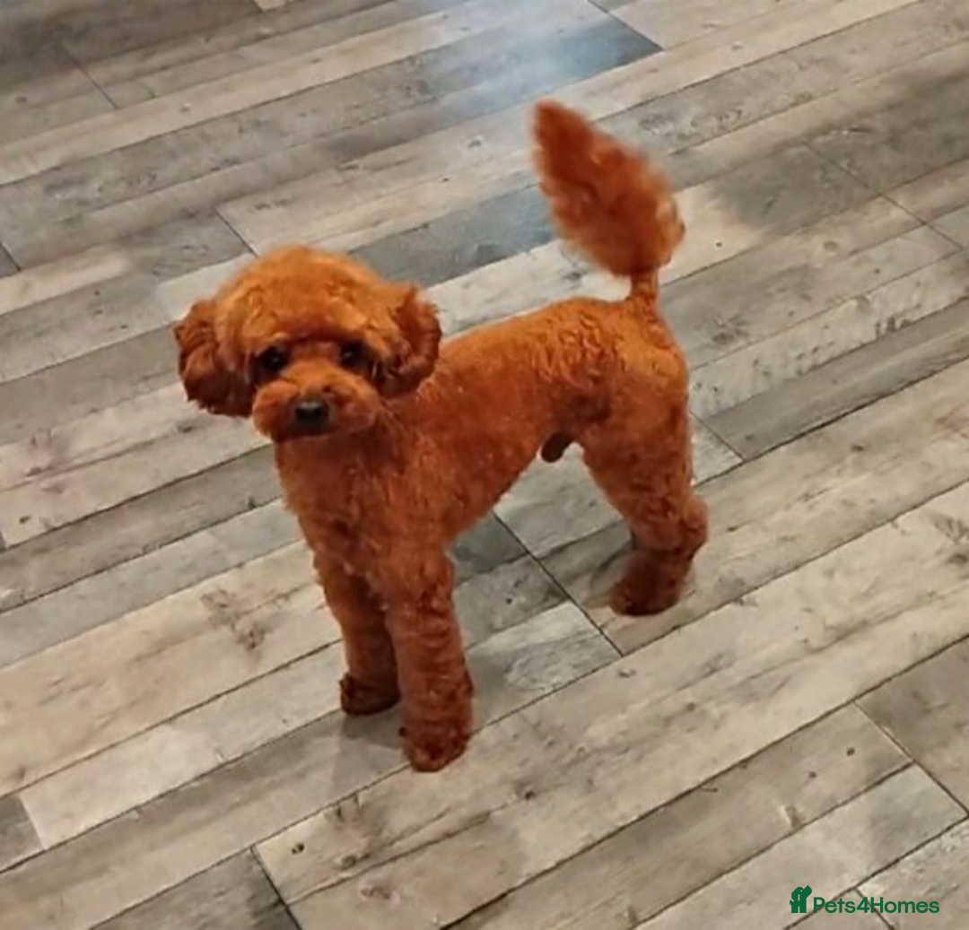 Toy Poodle dogs for stud: Red Toy Poodle STUD - Health tested clear  - Image 4