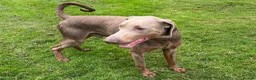 Dobermann dogs for sale: Isabella Doberman - Advert 2