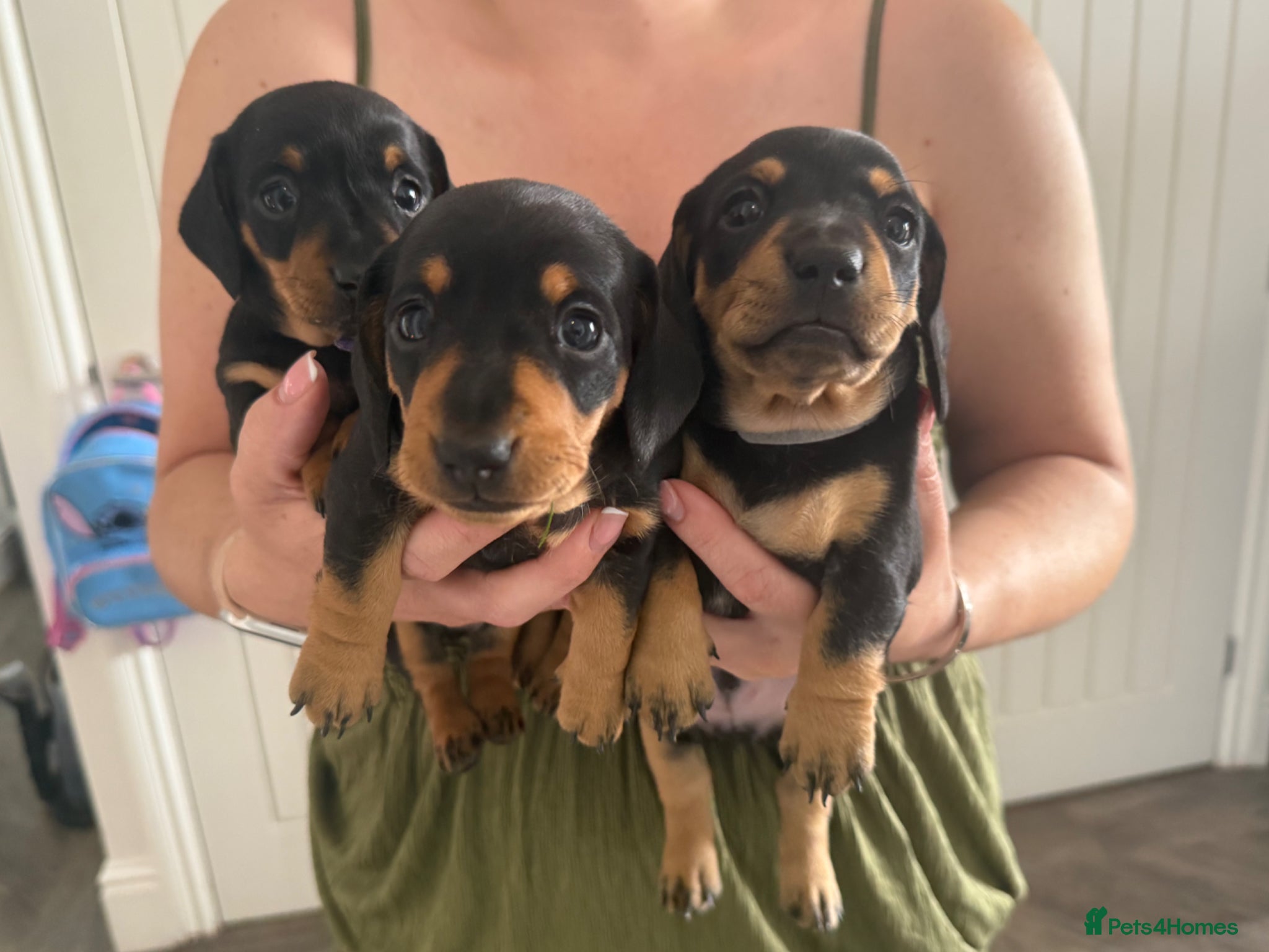Miniature Dachshund dogs Miniature Black & Tan Dachshund 2 boys 1 girl - Advert 1
