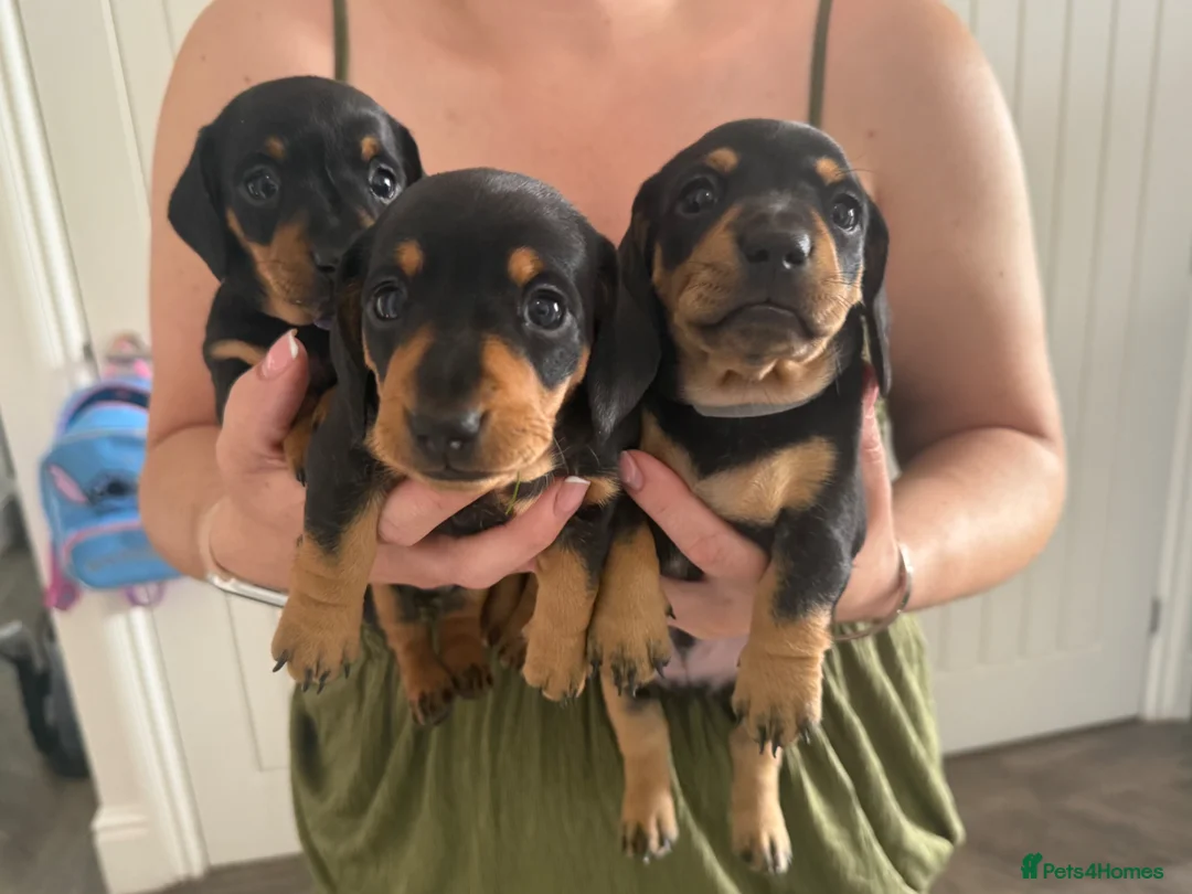 Miniature Dachshund dogs for sale: Miniature Black & Tan Dachshund 2 boys 1 girl - Advert 1