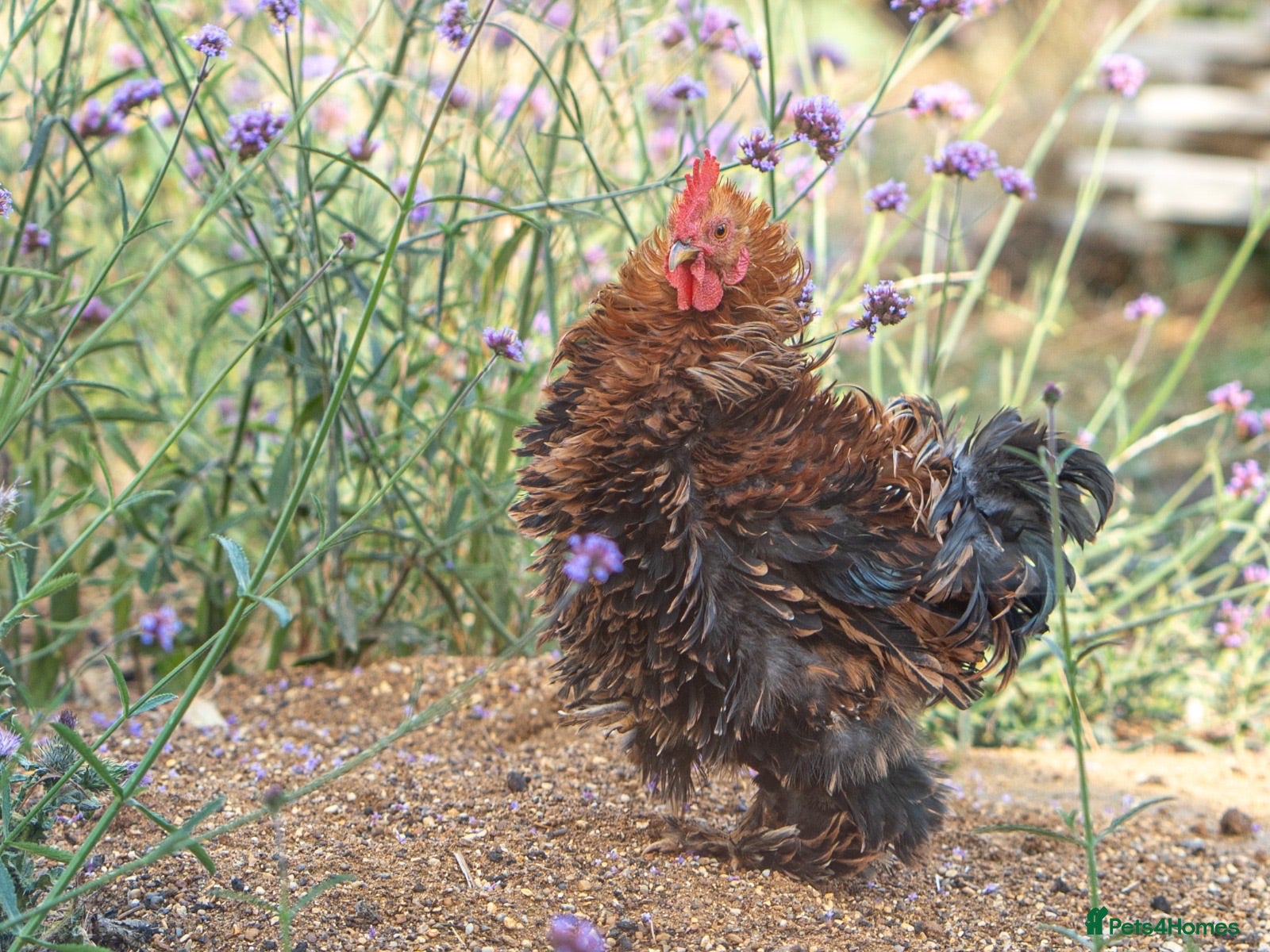 Chickens poultry Pekin Frizzle Bantam to find his new flock  - Advert 8