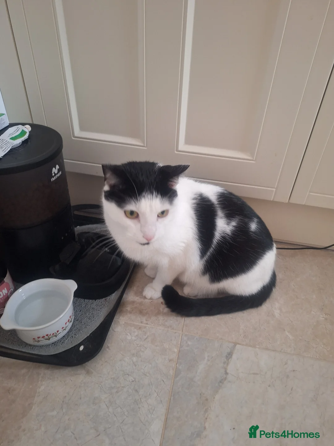Mixed Breed cats for sale: Male nearly 2 year old cat - Advert 1