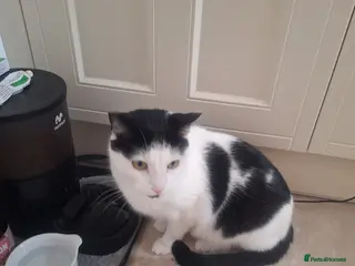 Mixed Breed cats Male nearly 2 year old cat - Advert 2