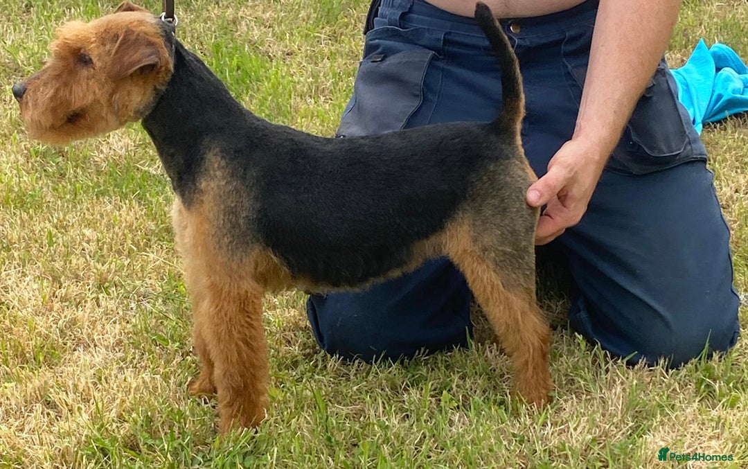 Lakeland Terrier dogs for sale: Quality Lakeland terrier pups  - Image 8