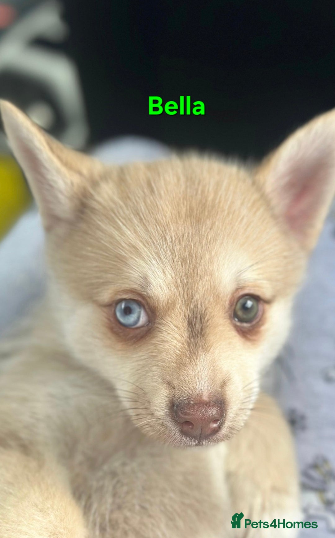 Pomsky dogs for sale: Ready now -Stunning F4 Pomskies, 6kg as adults  - Image 18