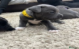 Staffordshire Bull Terrier dogs for sale: 🏅🏆 CHAMPION PLAY BOY BLUE&BLACK STAFFY PUPS - Image 9