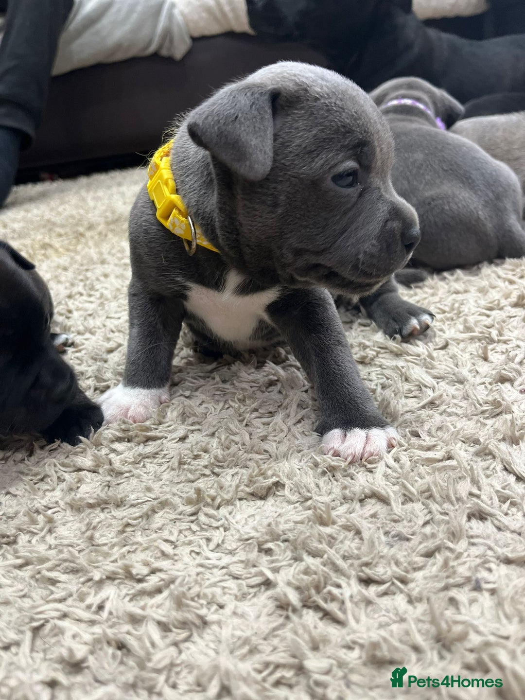 Staffordshire Bull Terrier dogs for sale: 🏅🏆 CHAMPION PLAY BOY BLUE&BLACK STAFFY PUPS - Image 9