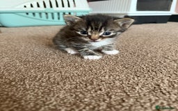 Bengal cats for sale: 3 beautiful tabby’s for sale💕 - Image 6