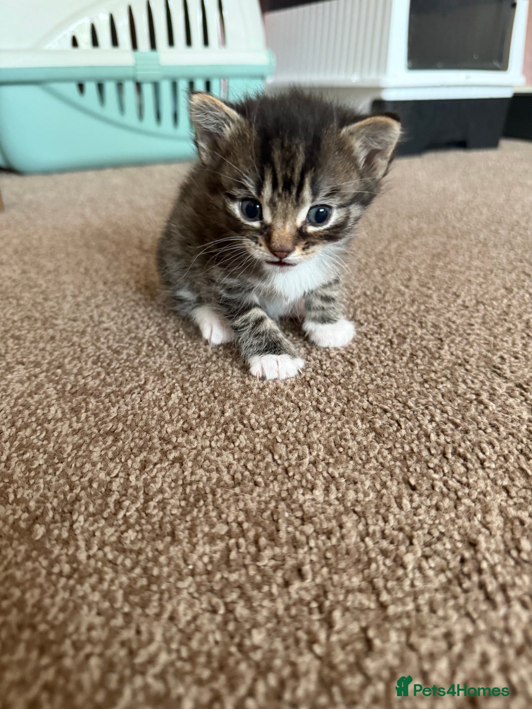 Bengal cats for sale: 3 beautiful tabby’s for sale💕 - Image 6