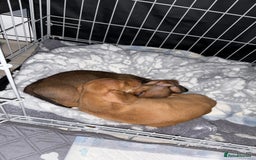 Dachshund dogs for sale: LAST 2 READY NOW Dachshund Puppies (1F, 1M) - Image 10