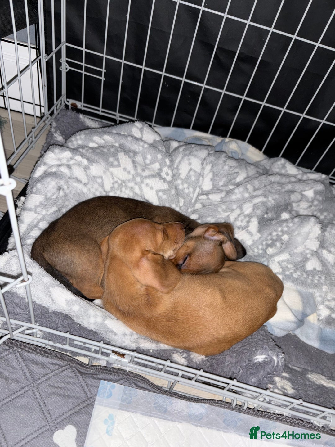 Dachshund dogs for sale: LAST 2 READY NOW Dachshund Puppies (1F, 1M) - Image 10
