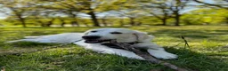 Golden Retriever dogs for stud: English Cream Golden Retriever Stud - Advert 5