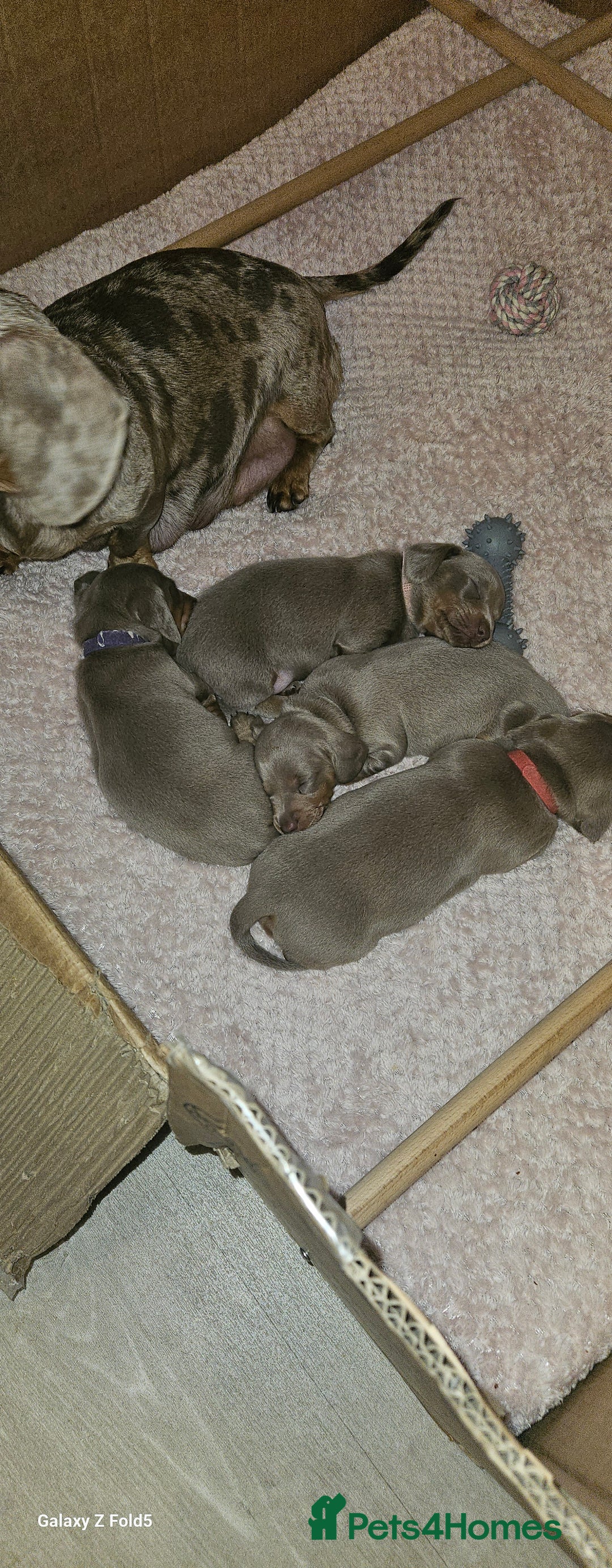 Miniature Dachshund dogs for sale: Silver and Tan Miniature Dachshunds  - Image 5