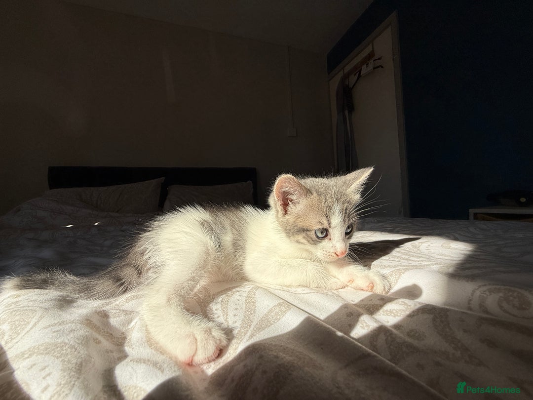 Mixed Breed cats for sale: 3 beautiful kittens available - Image 18