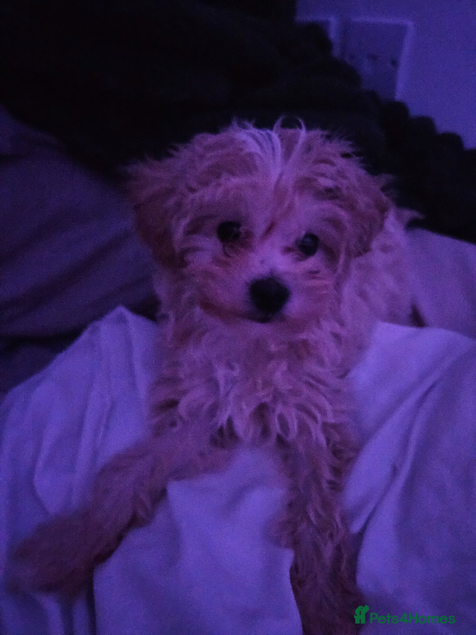 Maltipoo dogs Bailey is a lovely 5 month old. Maltipoo - Advert 1