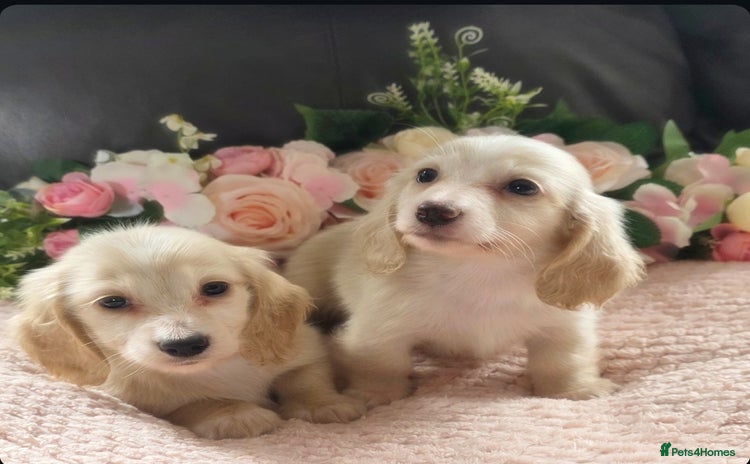 Miniature Dachshund dogs - Advert 1