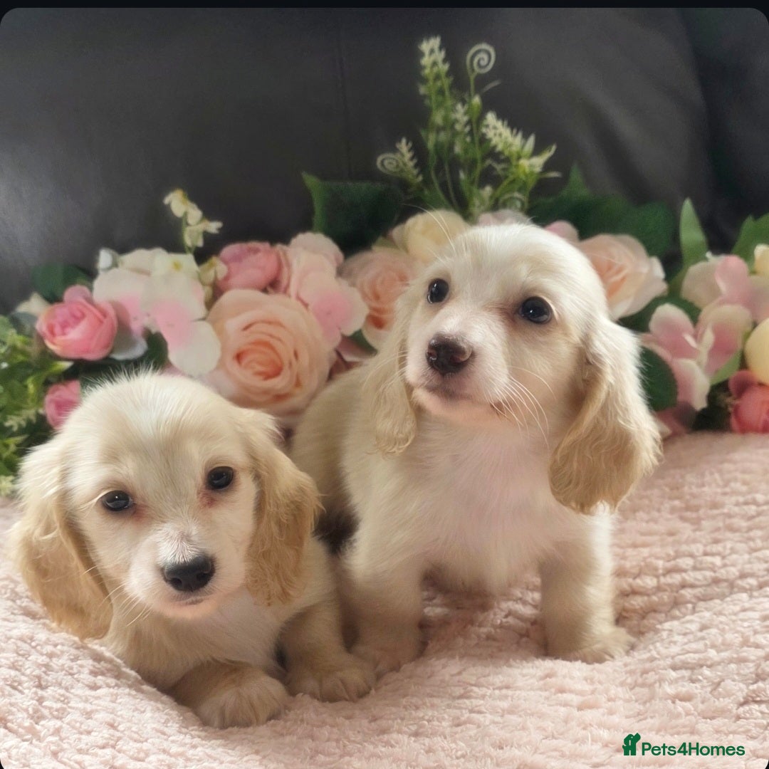 Miniature Dachshund dogs for sale: READY NOW STUNNING KC CREAM MINI DACHSHUNDS  - Image 1