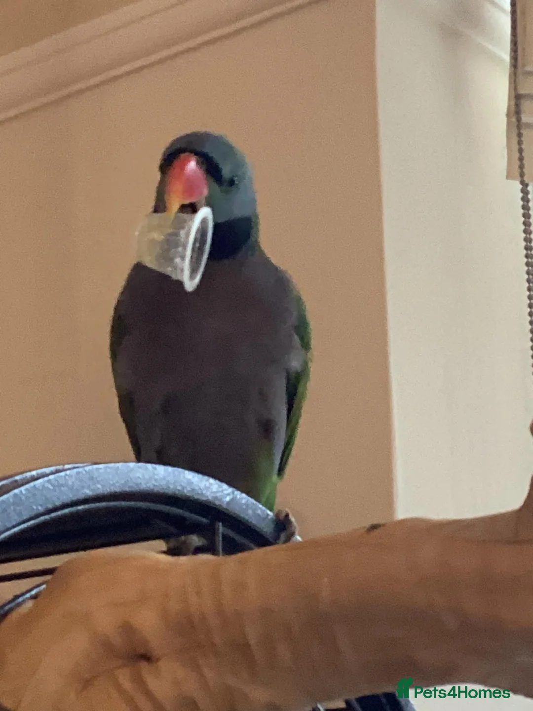 Parakeets birds for sale: Derbyan parakeet - Advert 2