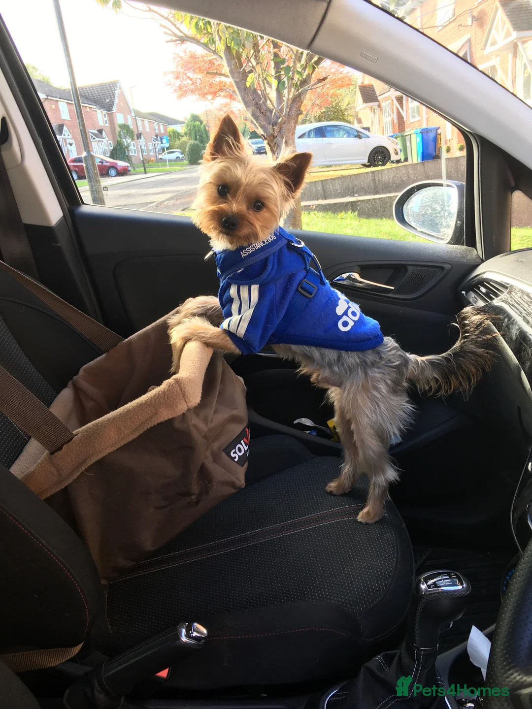 Yorkshire Terrier dogs for stud: Beautiful Minature Yorkie for STUD (PROVEN) in Chesterfield - Advert 5