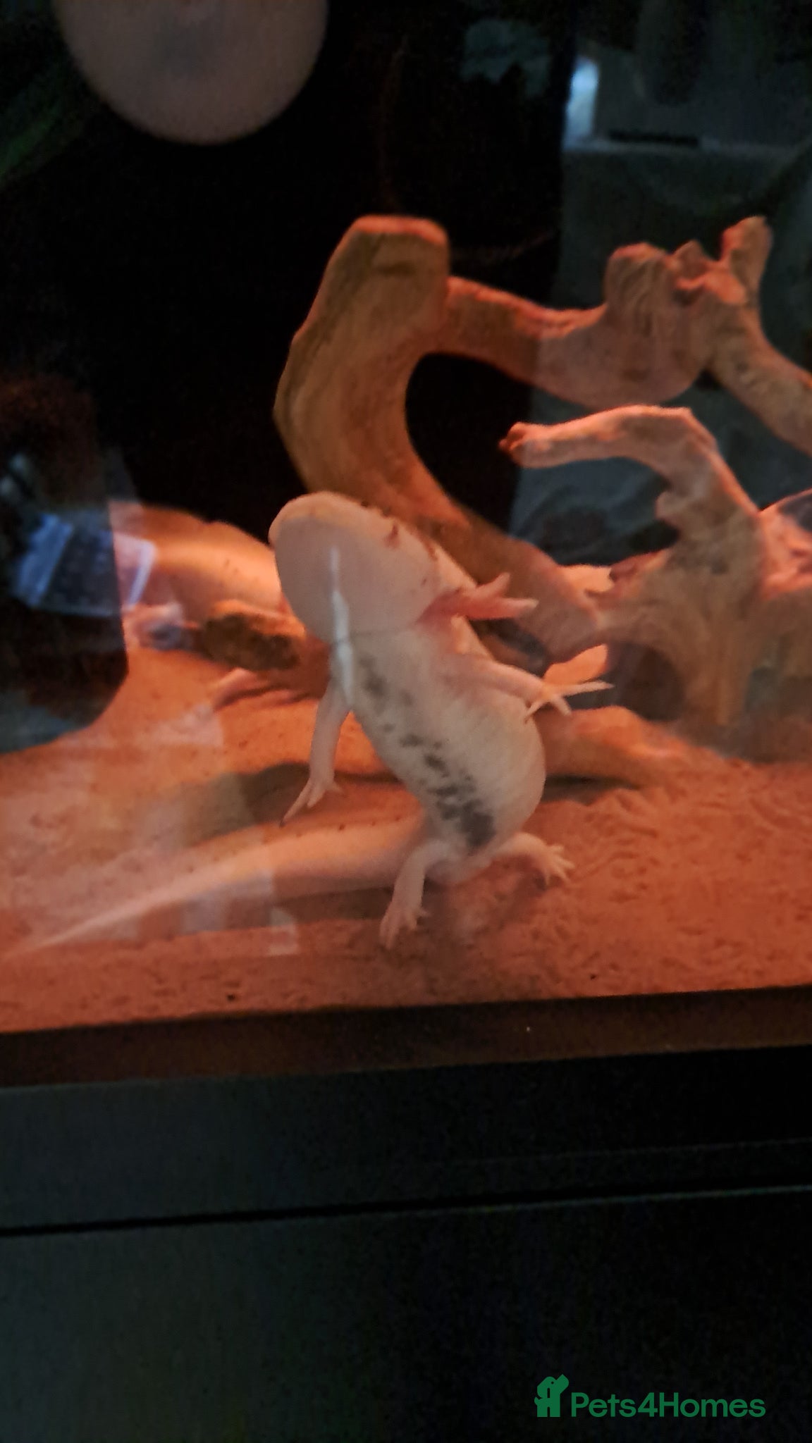 Axolotl reptiles for sale: 2 male dirty leisistic axolotls - Advert 4