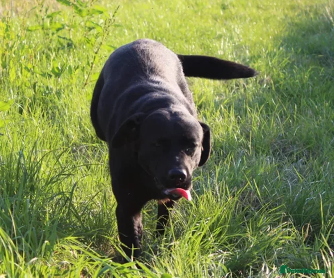 Labrador Retriever dogs for sale: KC *Vet Inspected* Black & Yellow Labrador Pups  - Advert 11