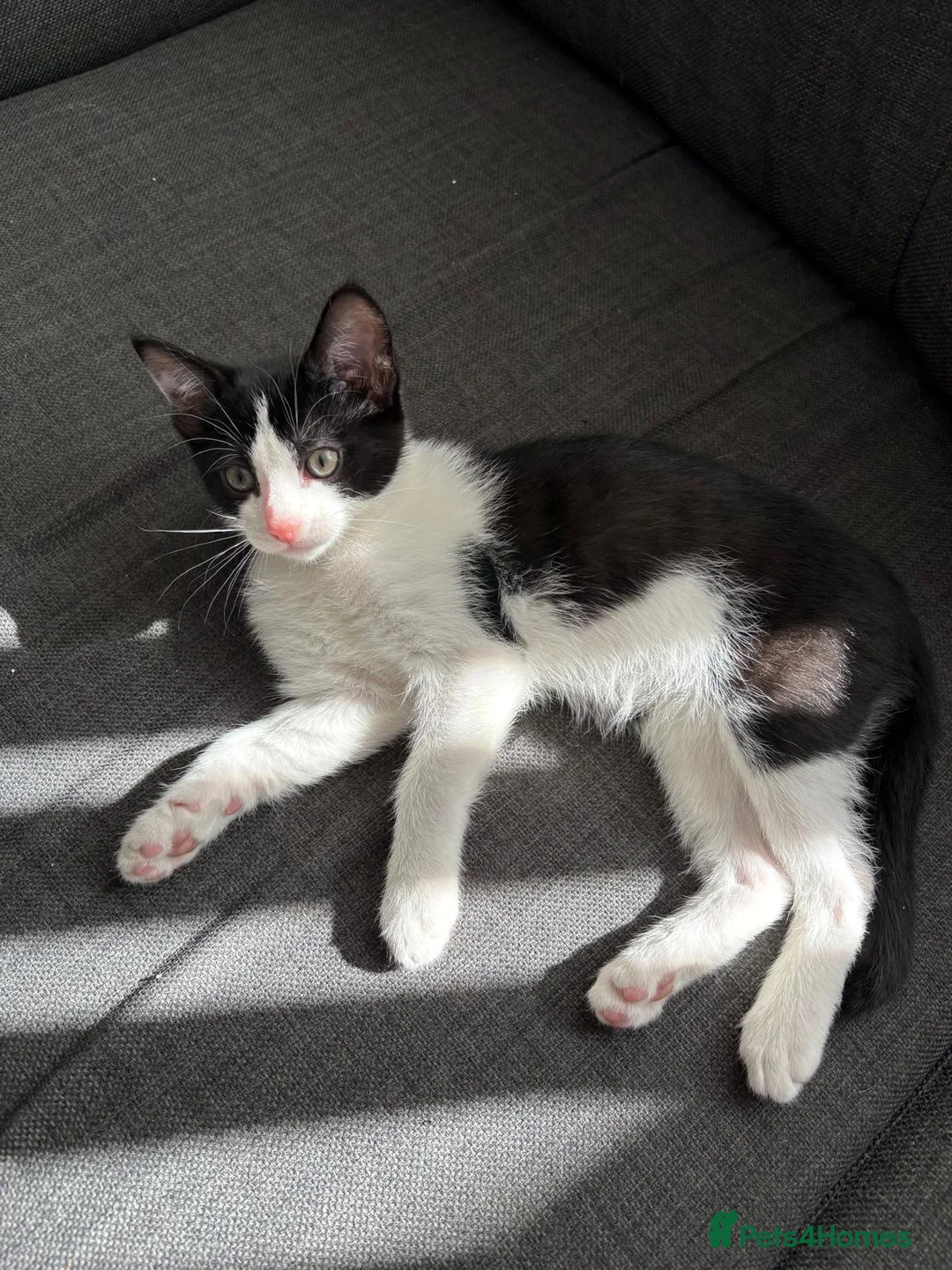 Domestic Shorthair cats for sale: 3 Beautiful Fluffy Female Kittens Black and White. in Liverpool - Advert 2