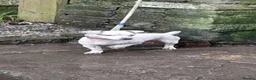 Jack Russell dogs for sale: Stunning jack russel puppies  in Swansea - Advert 1