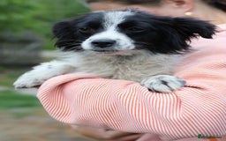 Mixed Breed dogs for adoption: 💖🐶 LOLLY & JOLIE 🐶💖 - Image 13
