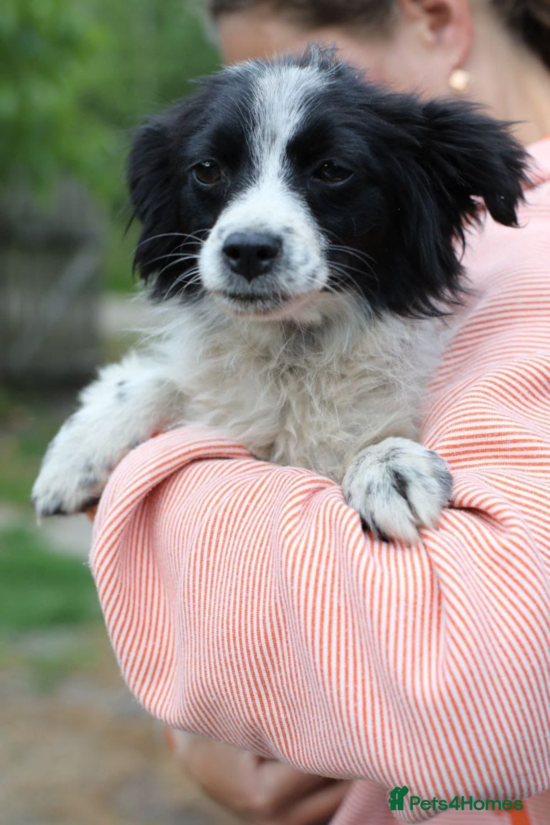 Mixed Breed dogs for adoption: 💖🐶 LOLLY & JOLIE 🐶💖 - Image 13